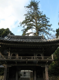 さくねんの広葉杉