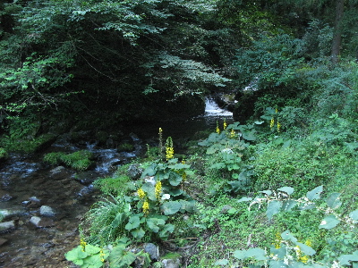 関宮町方面の渓谷