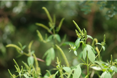 オオブタクサの群生
