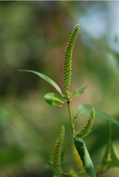 オオブタクサの花