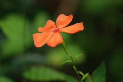 フジロセンノウ