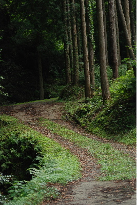 山道をすすみます