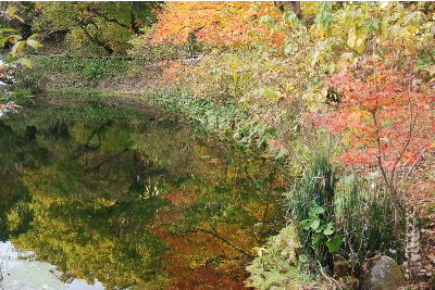 池に映りこんだ、もみじの紅葉2.jpg