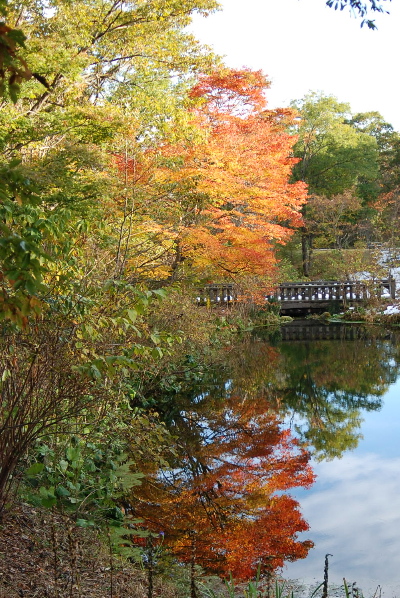池に映りこんだ、もみじの紅葉.jpg