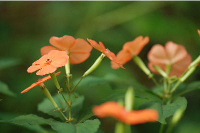 フシグロセンノウ