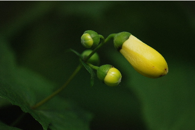 キレンゲショウマ