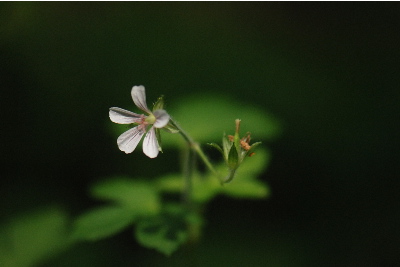ゲンノショウコ