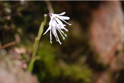ショウジョウバカマ
