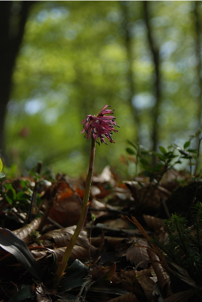 ショウジョウバカマ