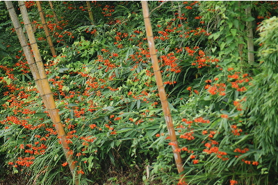 ヒメヒオウギスイセン2