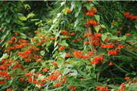 ヒメヒオウギスイセン