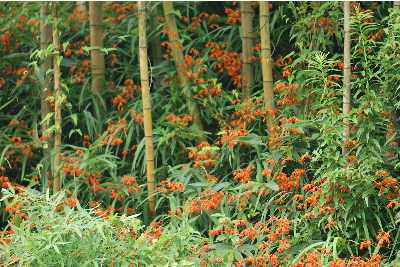 ヒメヒオウギスイセン4