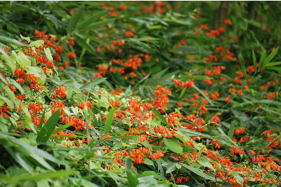 ヒメヒオウギスイセン3