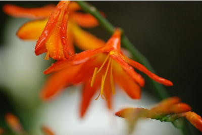 ヒメヒオウギスイセン5