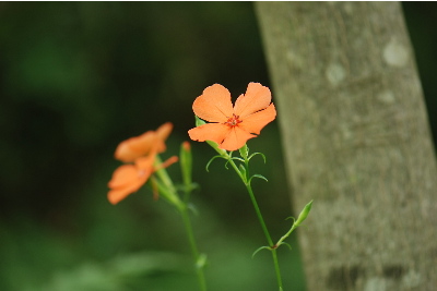 フシグロセンノウ