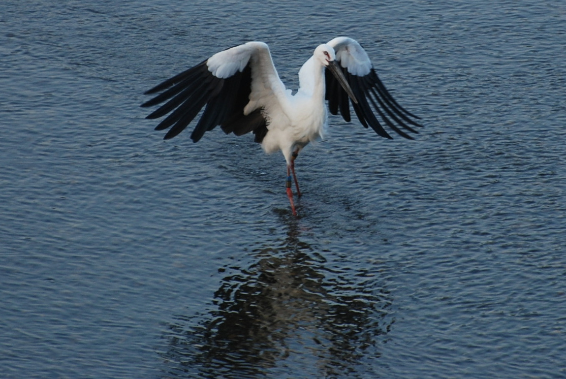 コウノトリ2