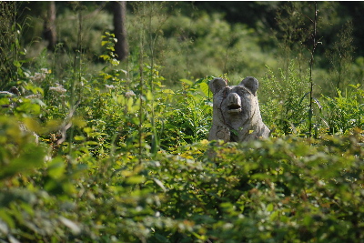 こいつ「熊」