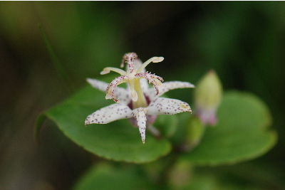 ヤマジノホトトギス(ユリ科)2