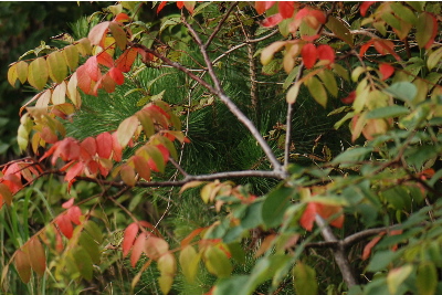小さい秋みつけた