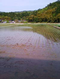 田植え