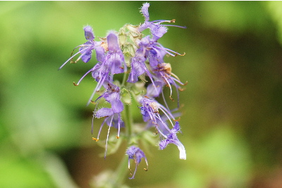 タジマタムラソウ