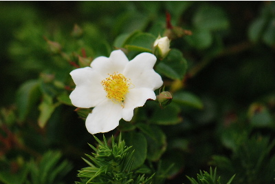 テリハノイバラ