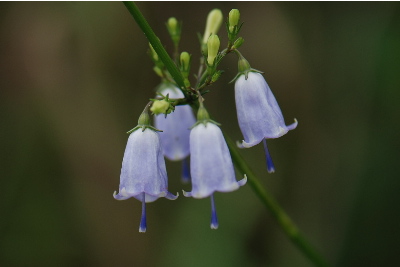ツリガネニンジン