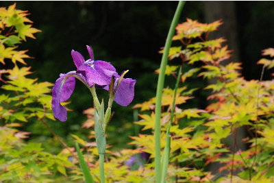 ノハナショウブ3