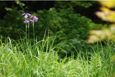 ノハナショウブ3