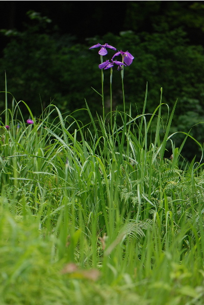 ノハナショウブ2