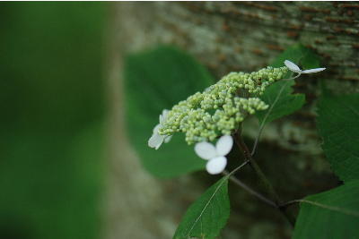 寄り添うように咲くアジサイ