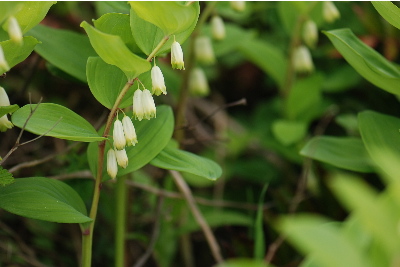 ヤマアマドコロ