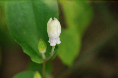 ヤマジノホトトギス(ユリ科)