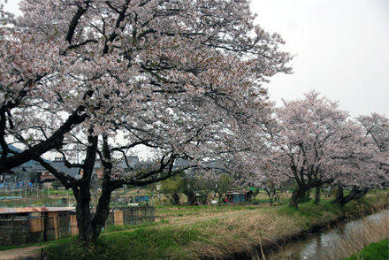 広瀬川の桜