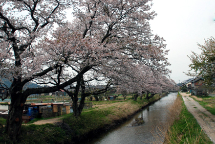 広瀬川の桜