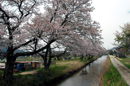 広瀬川の桜
