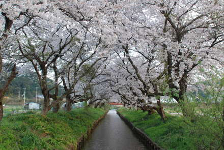 栃谷川の桜