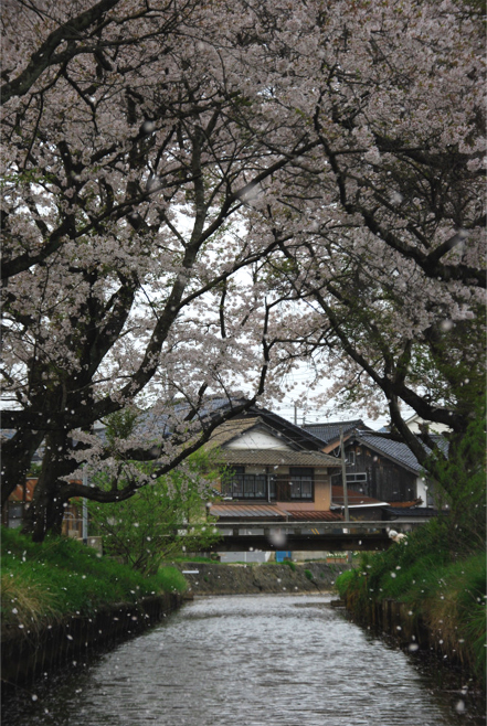 栃谷川の桜