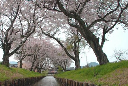 栃谷川の桜
